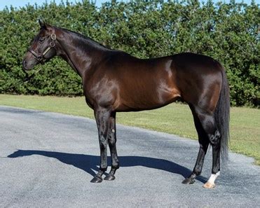 gentleman's bet|gentleman's bet stallion.